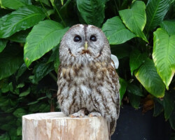 掛川花鳥園 掛川花鳥園