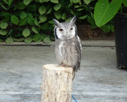 掛川花鳥園 掛川花鳥園